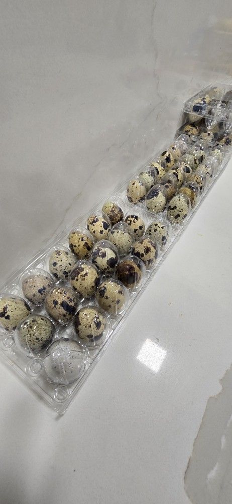 Eggs Quail Fértiles