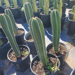 Mexican Post Cactus