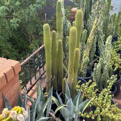 Antorcha Cactus $80
