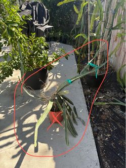 Dragon fruit plant-LISA-around 4ft-mature rooted many branches