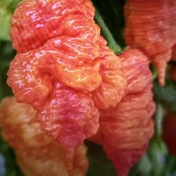 Death Spiral Chili Plant