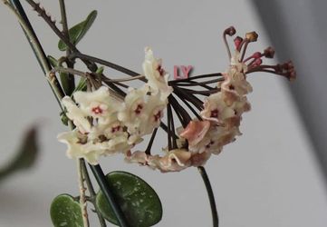 Hoya Mathilda