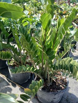 ZZ plants on sale now $45