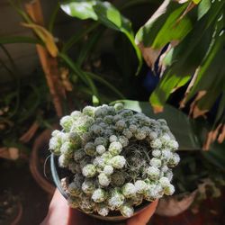 Mammillaria gracilis fragilis