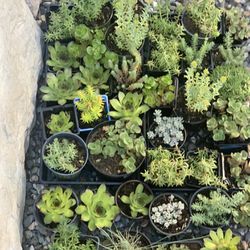 Variety Of Succulents Two Dollars Per Container
