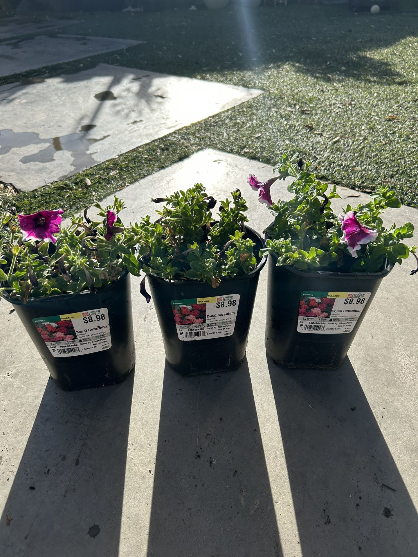 3 Plants for Sale in Phoenix, AZ OfferUp