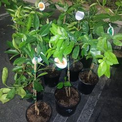 Grafted citrus trees for sale😃🌿🌿🌿🍊🍊🍋🍋🍋‍🟩🍋‍🟩🍋‍🟩