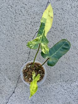 Florida Beauty x Billietiae Variegated New Hybrid 