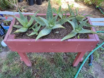 Aloe Vera Plant Stand