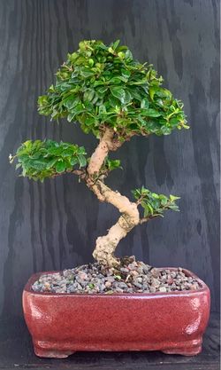 Bonsai Fukien tea