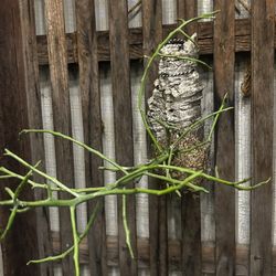 Succulent Attached To Driftwood With Moss