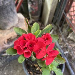 Corona De Espinas Rojo