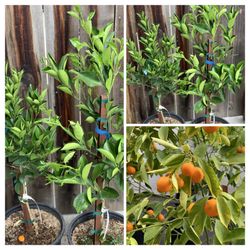 $60 to $80 Each Kalamansi Calamondin Asian Live Citrus Fruit Tree 5 Gallon Pot Live Plants