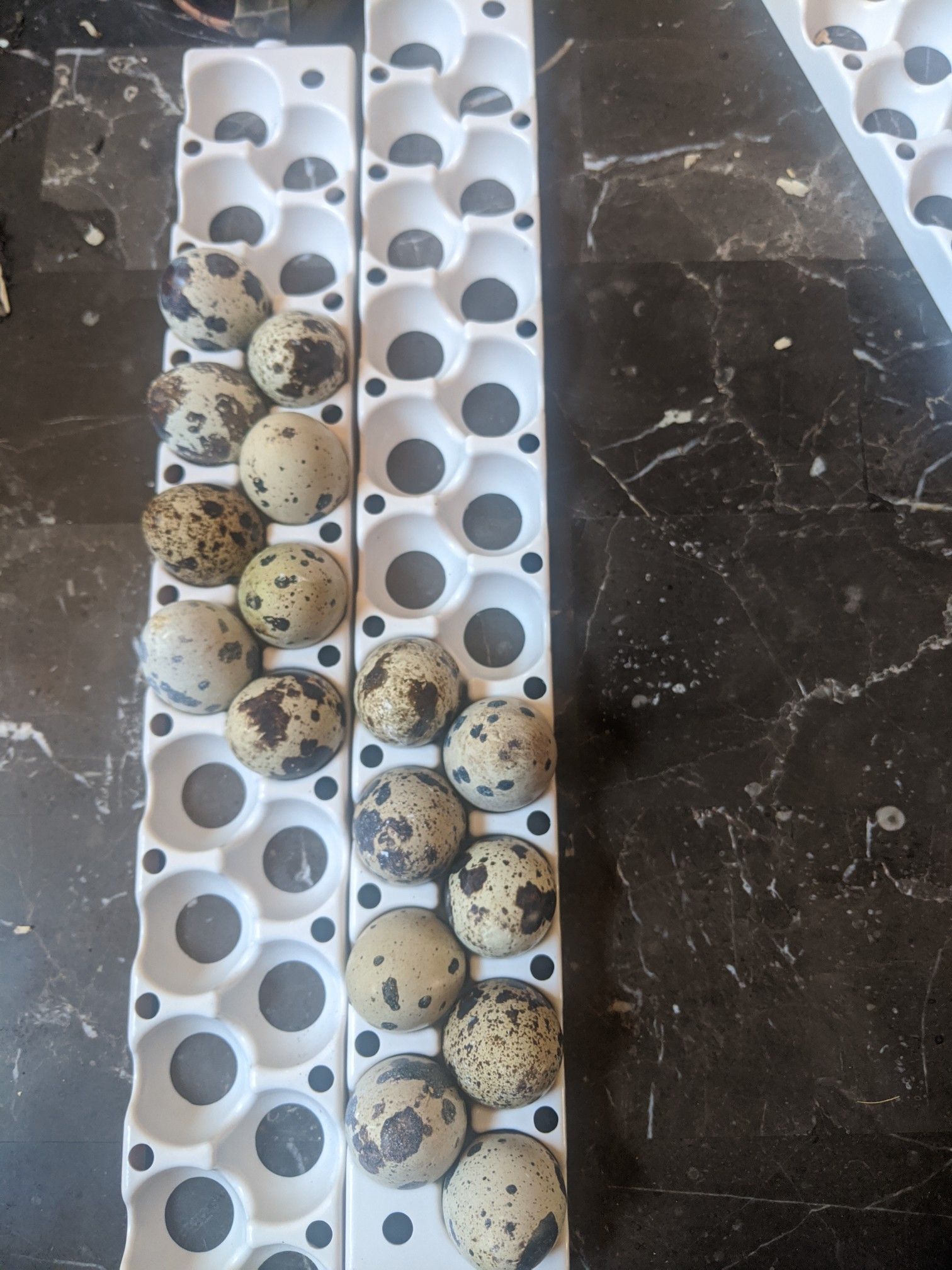 Fresh Quail Eggs