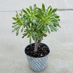 Succulents plants 🪴 