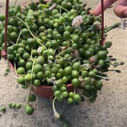 Perlas Plant Rosario Planta