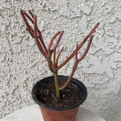 4 Inch Pot Succulent Plant - Euphorbia Tirucalli - Fire Stick Plant - Milkbush - Red Pencil Tree - Rooted & Established - Beautiful Colors - Drought R