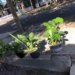 Plant
