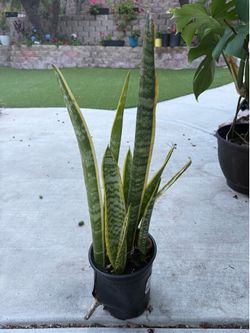 Snake plants