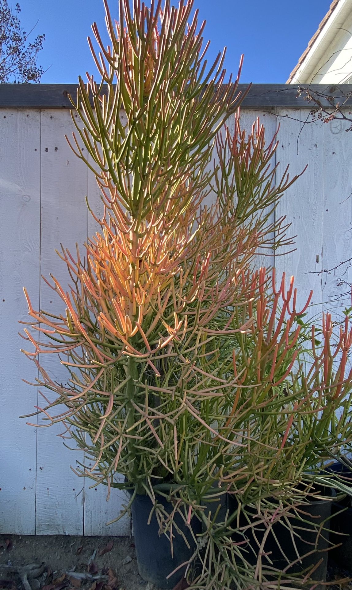 Large Euphorbia Sticks On Fire 5 Gal 6’