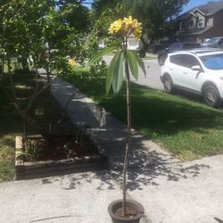 Plumeria  Only 30$ 