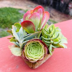 Succulent arrangement