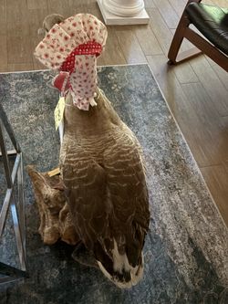 Duck