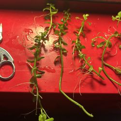 MONEYWORT Trimmings, Freshwater Aquarium Plant 