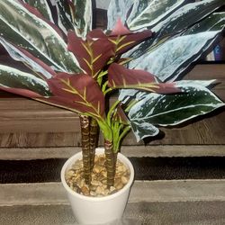 Brand New Ruby Ficus Rubber Tree Plant High Quality BNIB NEVER USED 