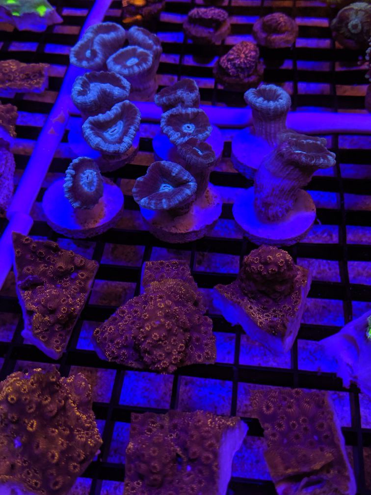 $10 Coral frags for salt water fish tank anemone zoas decorations