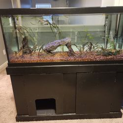75 Gallon Freshwater Aquarium (Complete Setup)