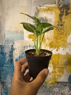 Rooted 'N'Joy' Pothos / Variegated Epipremnum Aureum