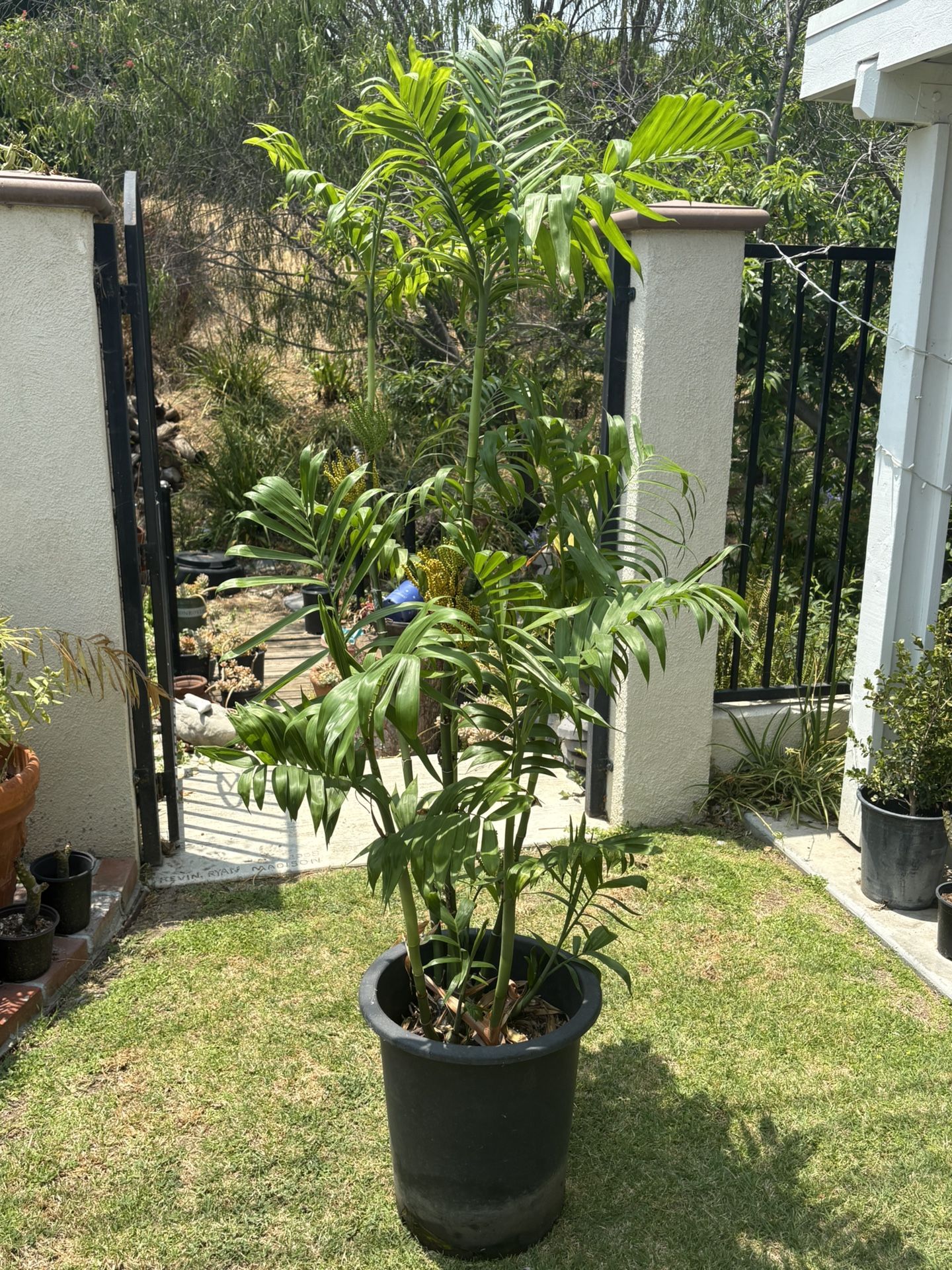 Large Bamboo