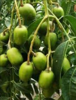 $6 plant june plum