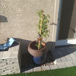 chiletepin plant and vase 40 each