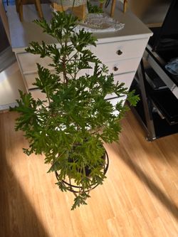 Large Citronella Geranium Live Plant
