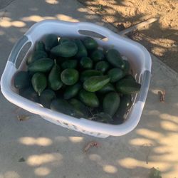 Avocados