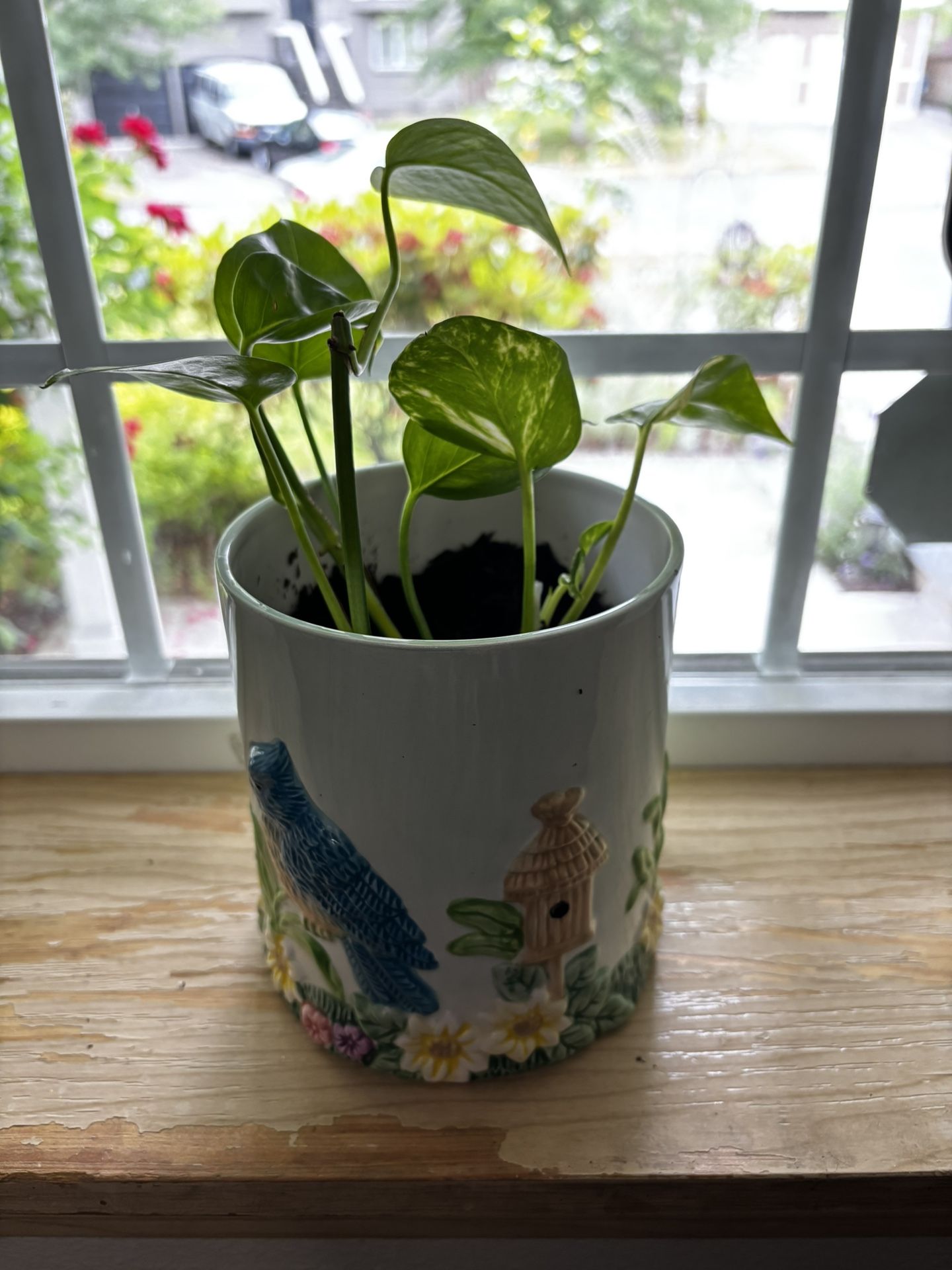 Pothos And Decorative Ceramic Pot