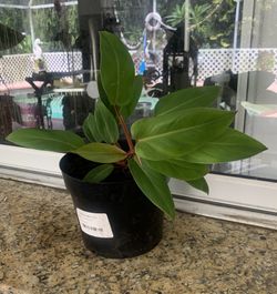 Dark Lord Philodendron S