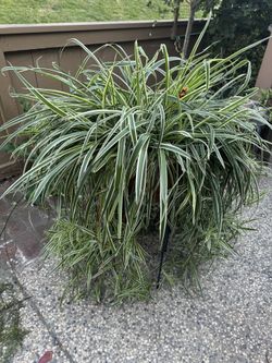 Big Spider Plant In Ceramic Pot.