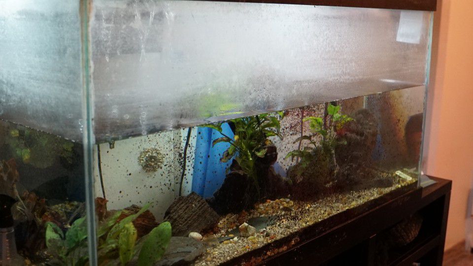 90 Gallon Fish Tank (Filter) Rocks Everything In The Tank Is Yours 