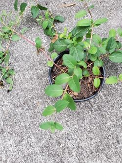 Honeysuckle