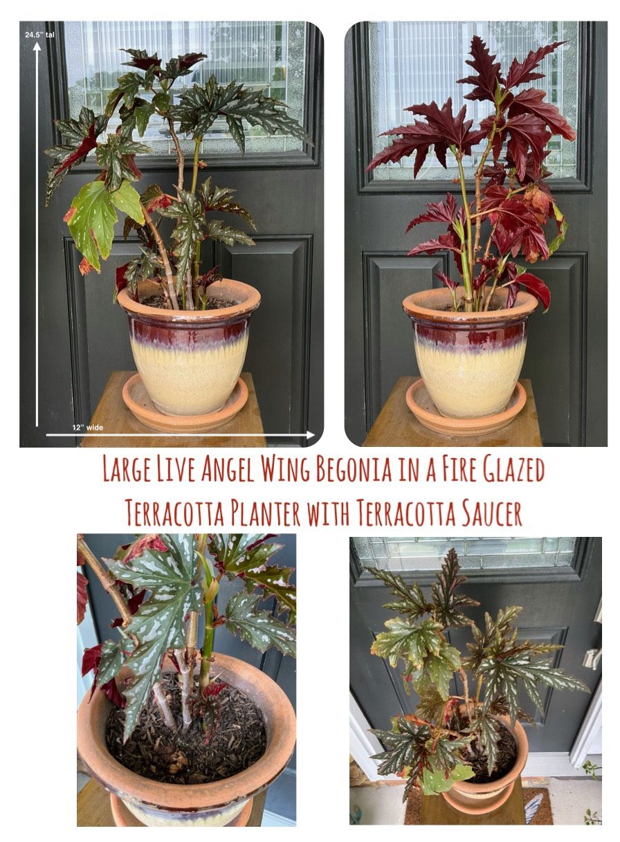 Large Live Angel Wing Begonia in a Fire Glazed Terracotta Planter with Terracotta Saucer
