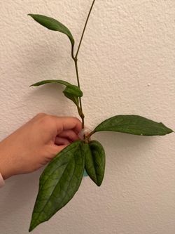 Hoya RHM 1307
