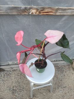 Philodendron Pink Princess Plant 6" Nursery Pot