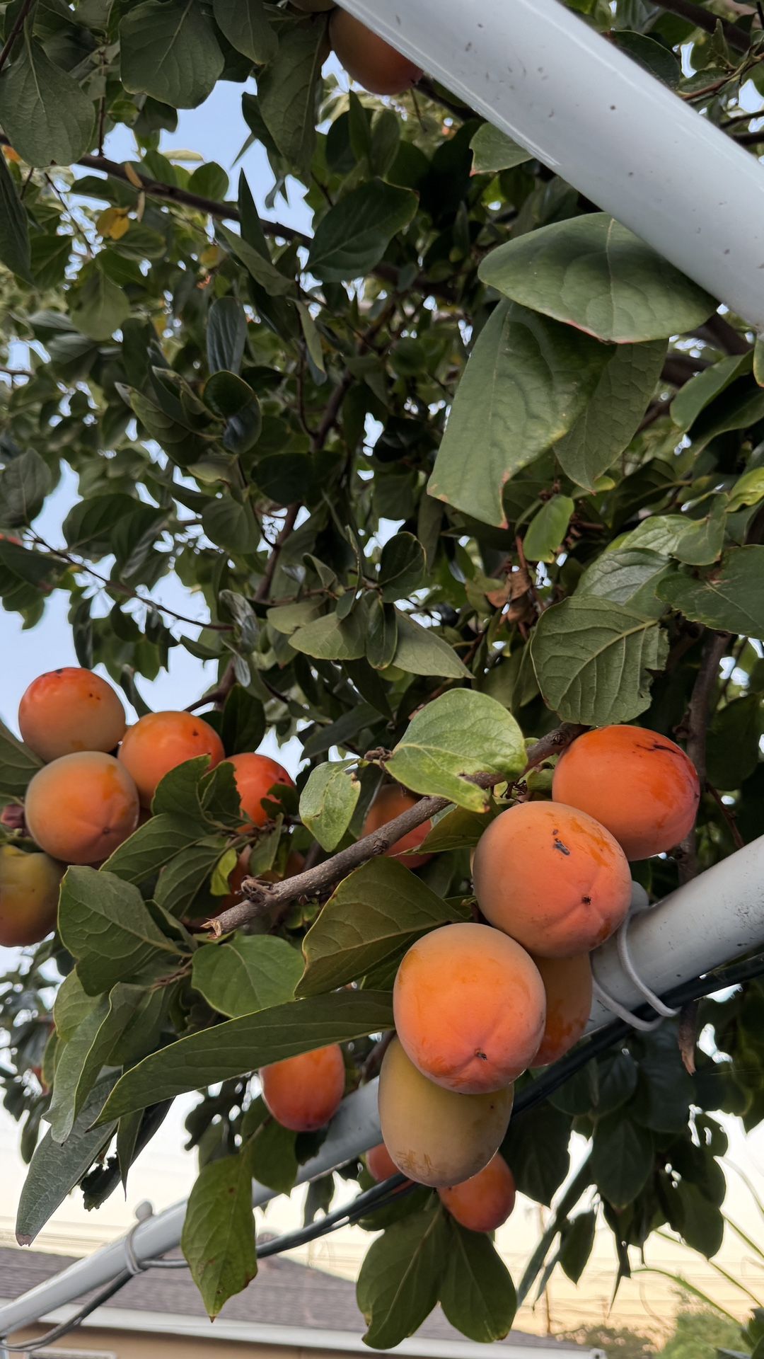 Homegrown large organic persimmon fruit on tree, handpick yourself