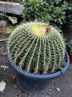Exotic Plants