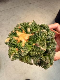 Ariocarpus cactus