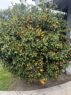 Kumquats Organic