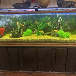 Complete 130 Gallon Fish Tank With Fish 